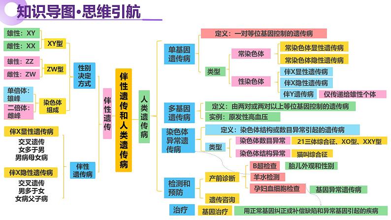 第08讲 伴性遗传和人类遗传病（上课课件）-2025年高考生物二轮复习（新高考通用）第5页