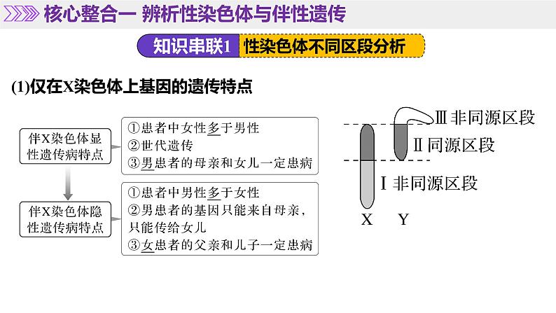 第08讲 伴性遗传和人类遗传病（上课课件）-2025年高考生物二轮复习（新高考通用）第7页