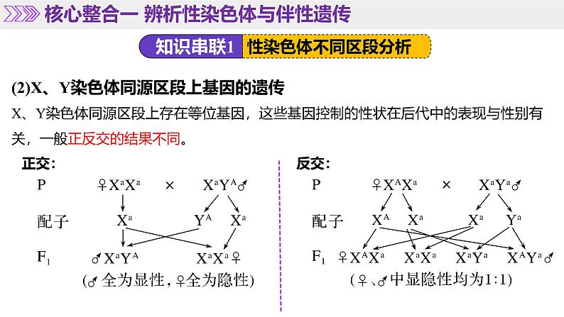 第08讲 伴性遗传和人类遗传病（上课课件）-2025年高考生物二轮复习（新高考通用）第8页