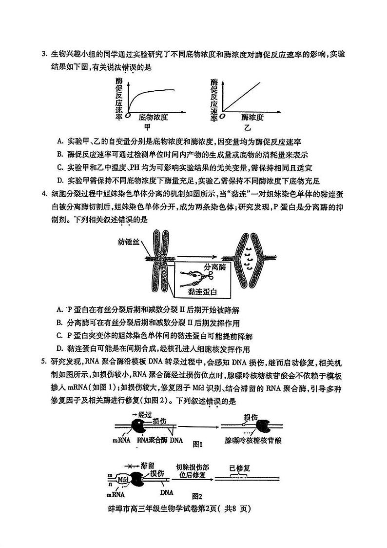 安徽省蚌埠市2025届高三年级高考模拟第一次教学质量考试-生物试卷+答案第2页