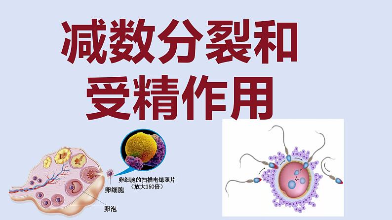 高中生物必修二《遗传与进化》第2章基因和染色体的关系2.1《减数分裂和受精作用》课件第1页