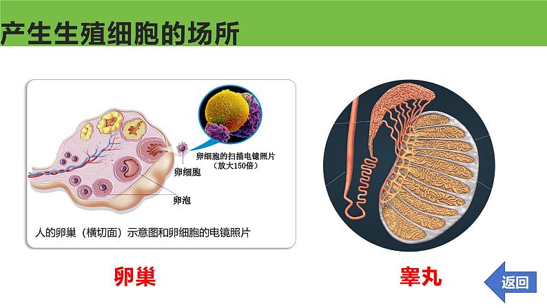 高中生物必修二《遗传与进化》第2章基因和染色体的关系2.1《减数分裂和受精作用》课件第4页