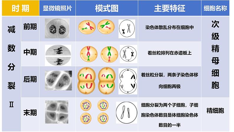 高中生物必修二《遗传与进化》第2章基因和染色体的关系2.1《减数分裂和受精作用》课件第6页