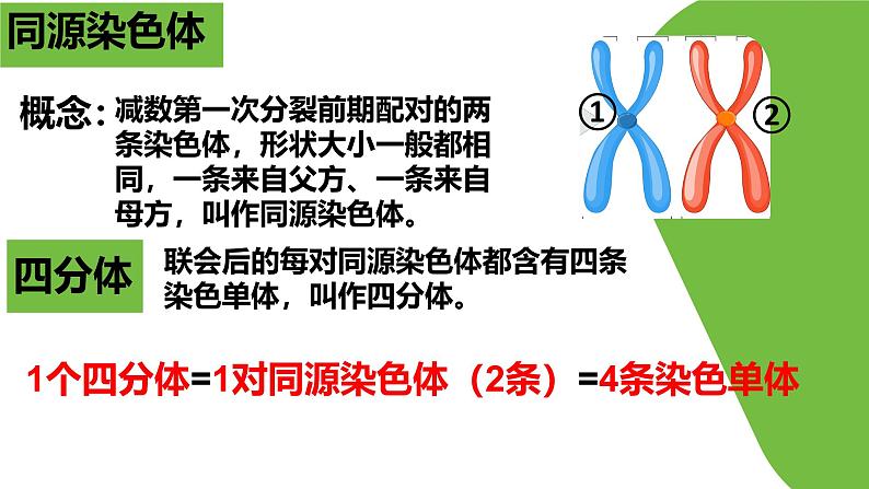 高中生物必修二《遗传与进化》第2章基因和染色体的关系2.1《减数分裂和受精作用》课件第7页