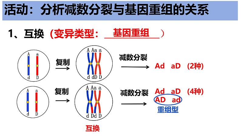 高中生物必修二《遗传与进化》第2章基因和染色体的关系2.1《减数分裂和受精作用》课件第8页