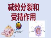 高中生物必修二《遺傳與進(jìn)化》2.1《減數(shù)分裂和受精作用》課件