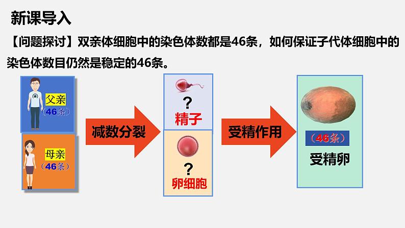 高中生物必修二《遗传与进化》第2章基因和染色体的关系2.1《减数分裂和受精作用》课件第2页