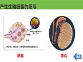 高中生物必修二《遺傳與進(jìn)化》2.1《減數(shù)分裂和受精作用》課件
