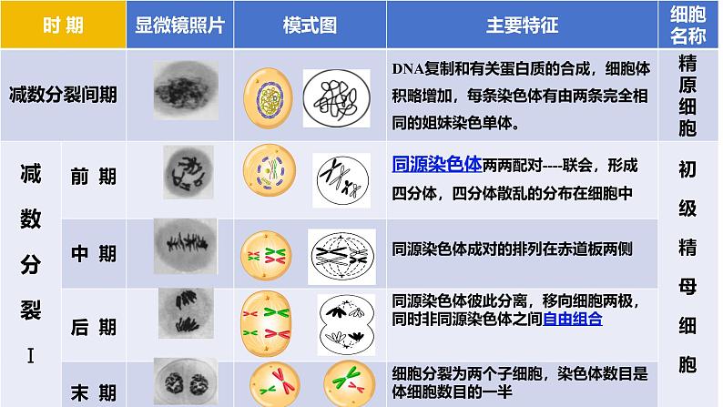 高中生物必修二《遗传与进化》第2章基因和染色体的关系2.1《减数分裂和受精作用》课件第5页