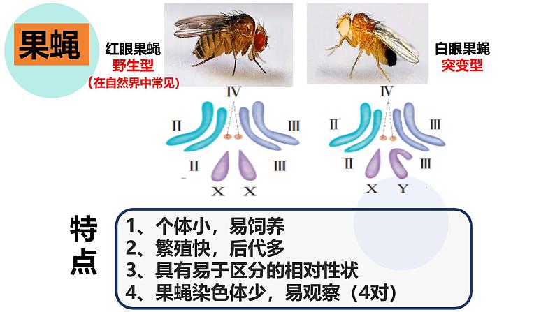 高中生物必修二《遗传与进化》第2章基因和染色体的关系2.2《基因在染色体上》课件第7页