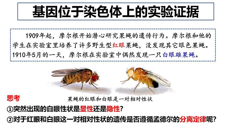 高中生物必修二《遗传与进化》第2章基因和染色体的关系2.2《基因在染色体上》课件第8页