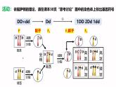 高中生物必修二《遺傳與進(jìn)化》2.2《基因在染色體上》課件