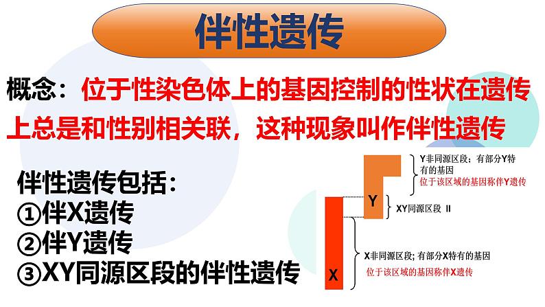 高中生物必修二《遗传与进化》第2章基因和染色体的关系 2.3《伴性遗传》课件第7页