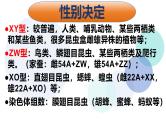 高中生物必修二《遗传与进化》第2章基因和染色体的关系 2.3《伴性遗传》课件