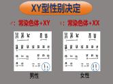 高中生物必修二《遗传与进化》第2章基因和染色体的关系 2.3《伴性遗传》课件