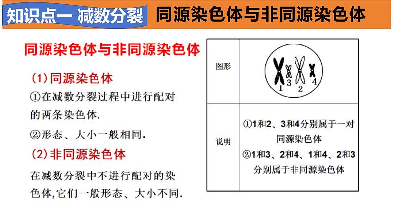 高中生物必修二《遗传与进化》第2章基因和染色体的关系章末复习课件第4页