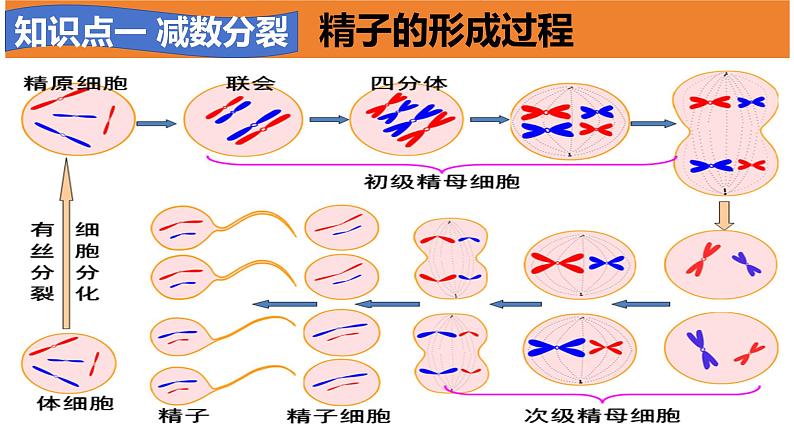 高中生物必修二《遗传与进化》第2章基因和染色体的关系章末复习课件第5页