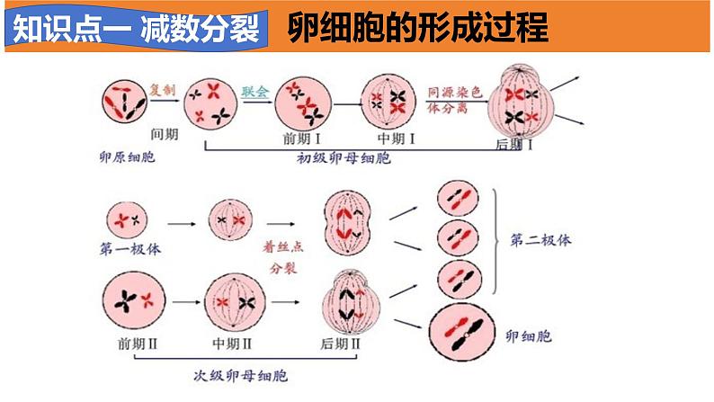 高中生物必修二《遗传与进化》第2章基因和染色体的关系章末复习课件第6页