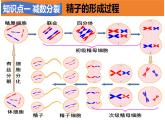 高中生物必修二《遺傳與進(jìn)化》第2章章末復(fù)習(xí) 課件