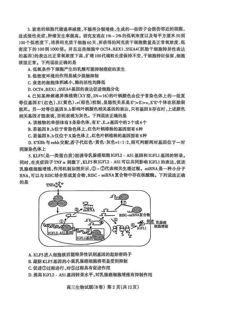山东省泰安市2024-2025高三上学期期末生物试卷及答案第2页