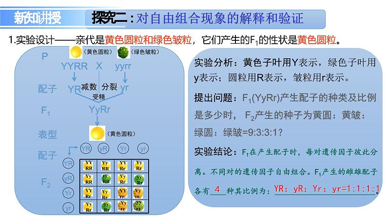 人教版（2019）高中生物必修二第1章遗传因子的发现1.1《孟德尔的杂交实验》（一）课件第8页