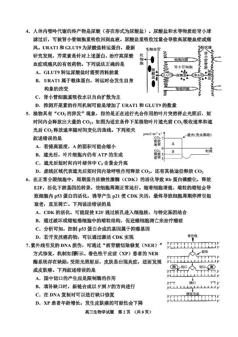 吉林省吉林市普通中学2025届高中毕业年级高考模拟第二次调研测试-生物试卷+答案第2页