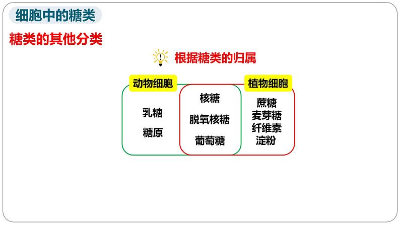 第二章第三节细胞中的糖类和脂质课件第二课时第2页