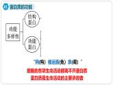 第二章第四节蛋白质是生命活动的主要承担者课件第一课时