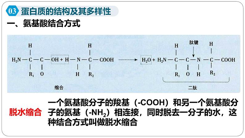 第二章第四节蛋白质是生命活动的主要承担者课件第二课时第1页