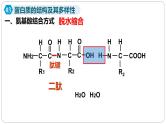 第二章第四节蛋白质是生命活动的主要承担者课件第二课时