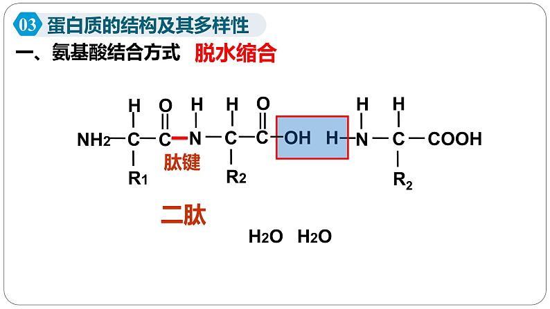 第二章第四节蛋白质是生命活动的主要承担者课件第二课时第2页