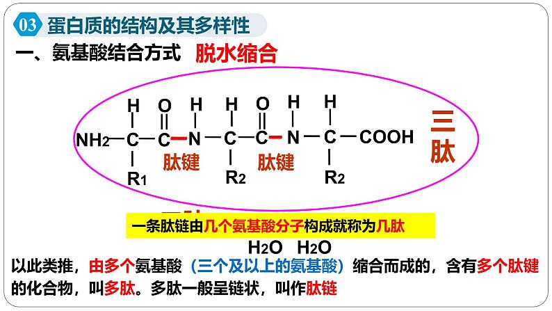 第二章第四节蛋白质是生命活动的主要承担者课件第二课时第3页