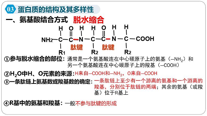 第二章第四节蛋白质是生命活动的主要承担者课件第二课时第4页