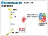 第二章第四节蛋白质是生命活动的主要承担者课件第二课时