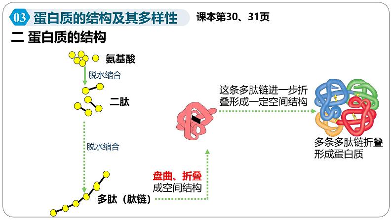 第二章第四节蛋白质是生命活动的主要承担者课件第二课时第5页