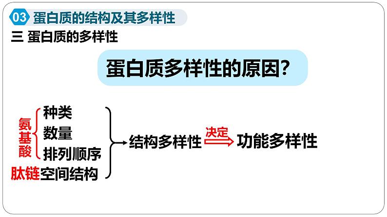 第二章第四节蛋白质是生命活动的主要承担者课件第二课时第8页