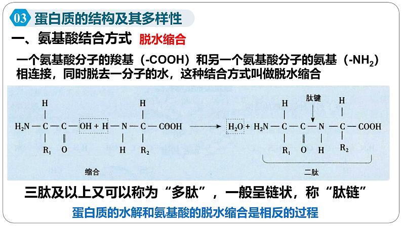 第一章第四节蛋白质是生命活动的主要承担者课件第三课时第1页