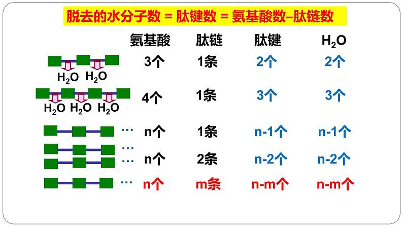 第一章第四节蛋白质是生命活动的主要承担者课件第三课时第4页