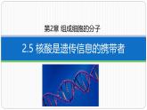 第二章第五节核酸是遗传信息的携带者课件