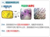 第二章第五节核酸是遗传信息的携带者课件