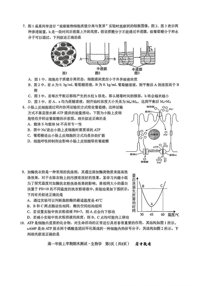 2024-2025学年度高一年级上学期期末生物试卷第3页