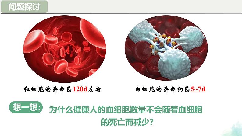 6.2  细胞的分化 课件 2024—2025学年高一上学期生物人教版2019必修1第2页