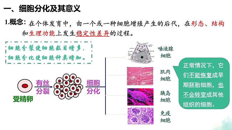 6.2  细胞的分化 课件 2024—2025学年高一上学期生物人教版2019必修1第3页