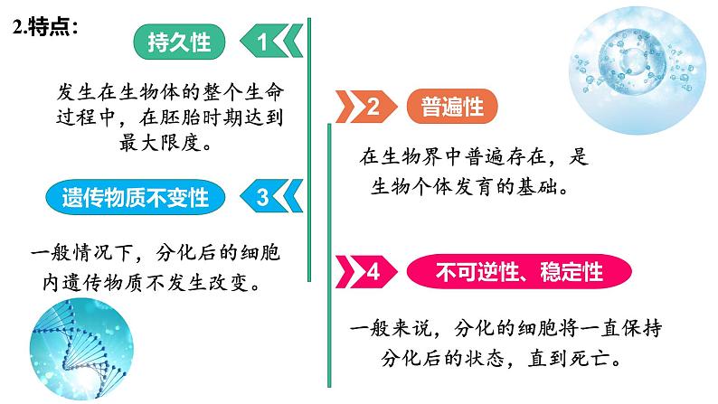 6.2  细胞的分化 课件 2024—2025学年高一上学期生物人教版2019必修1第4页