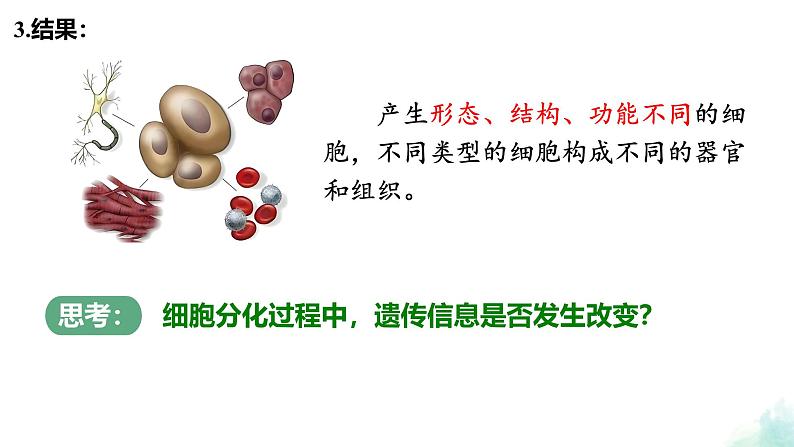 6.2  细胞的分化 课件 2024—2025学年高一上学期生物人教版2019必修1第5页