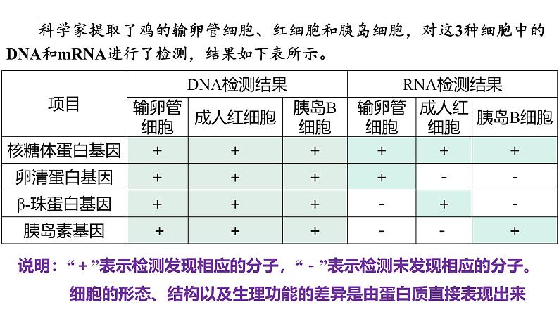 6.2  细胞的分化 课件 2024—2025学年高一上学期生物人教版2019必修1第6页