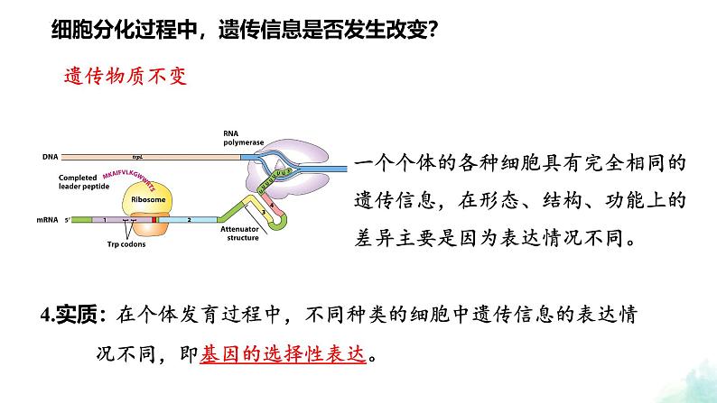 6.2  细胞的分化 课件 2024—2025学年高一上学期生物人教版2019必修1第7页