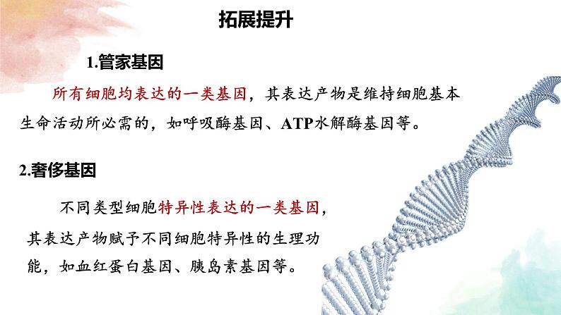 6.2  细胞的分化 课件 2024—2025学年高一上学期生物人教版2019必修1第8页