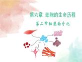 6.2  细胞的分化 课件 2024—2025学年高一上学期生物人教版2019必修1