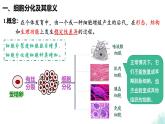 6.2  细胞的分化 课件 2024—2025学年高一上学期生物人教版2019必修1